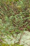 Hairy lipfern